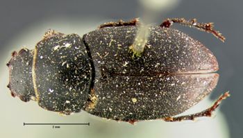 Media type: image;   Entomology 8356 Aspect: habitus dorsal view